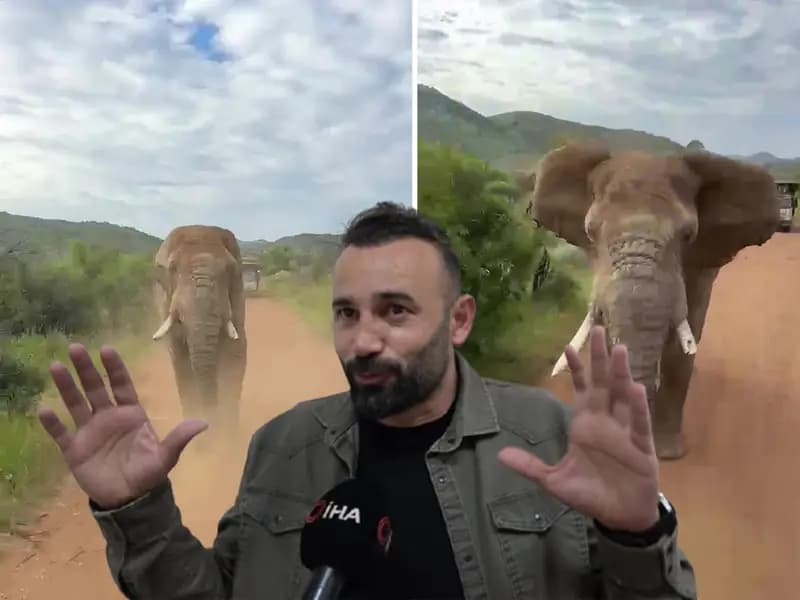 Türk Turistlerin Güney Afrika Safari Macerasında Şok Anlar