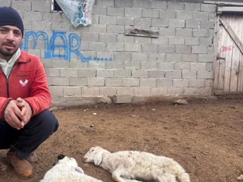Erzincan'da Hastalık, Yeni Doğan Kuzuları Vuruyor
