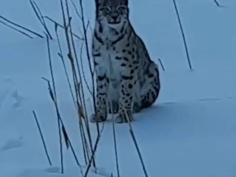 Bayburt’ta Nesli Tehlike Altındaki Vaşak Kameralara Yansıdı