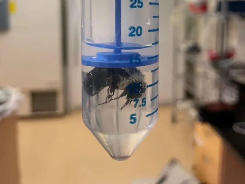 Kraliçe Bombus Arıları, Su Altında Bir Haftayı Geçirebiliyor