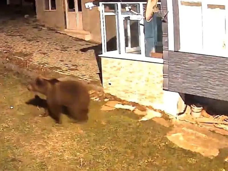 Samsun'da Ayı Bahçeye Girdi, Güvenlik Kamerası Her Anı Kaydetti