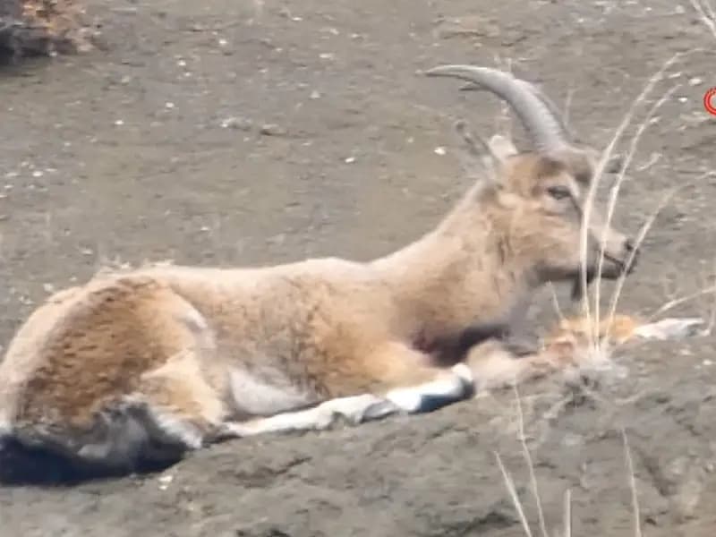 Erzurum'da Kaçak Avcılar Yaban Keçisini Vurdu, Yaralı Bulundu