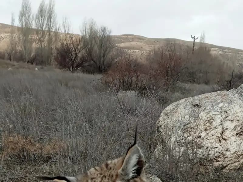 Kayseri'de Vaşak Ölü Bulundu: Doğanın Dengesine Dikkat Çekiyor