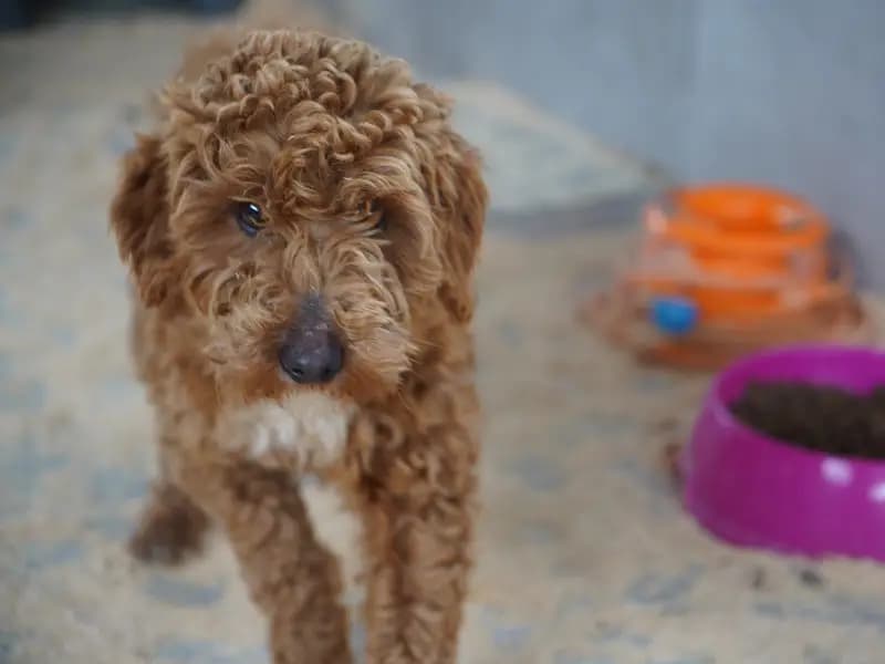 Edirne'de Kaçak Köpek Üretimi: Çiftlik Sahibi Ağır Cezaya Çarptırıldı