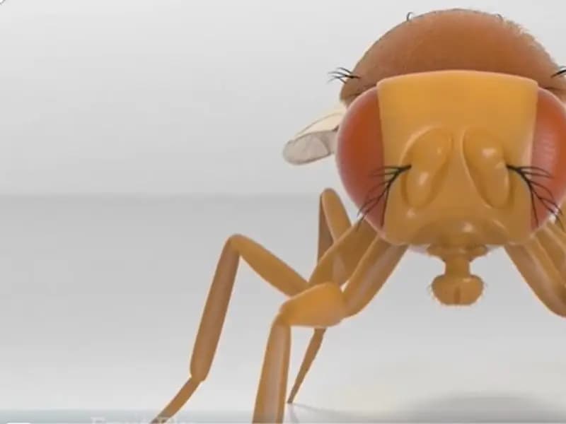 Bilim Dünyasında Çığır Açan Sinek Beyni Dijital Ortamda!