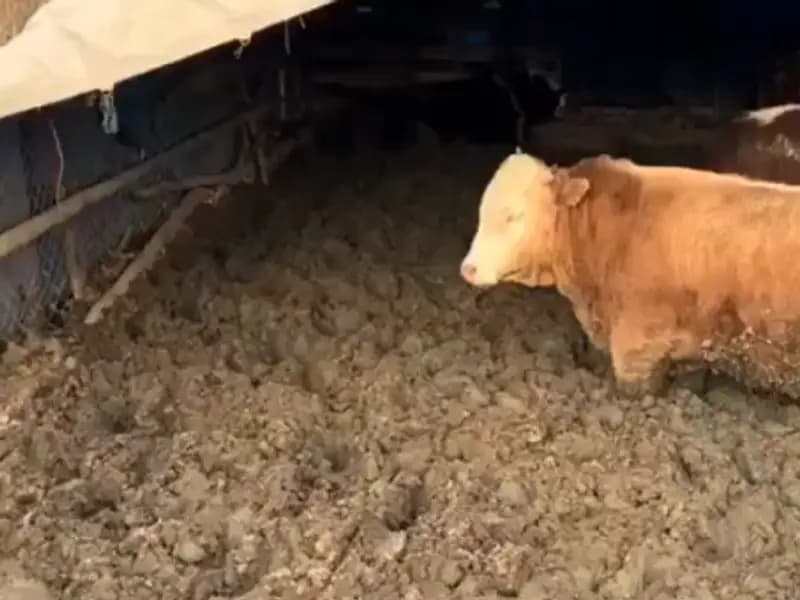 Çorum'da Büyükbaş Hayvanların Refahını Tehdit Eden İşletmeye Ceza