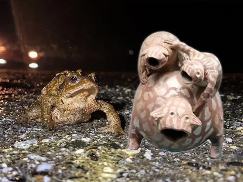 Domaniç'te Kurbağaların Binlerce Yıllık Göç Ritüeli Başladı