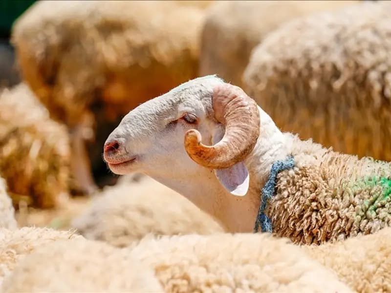 2026 Kurban Bayramı Tatili Tarihleri Belli Oldu!