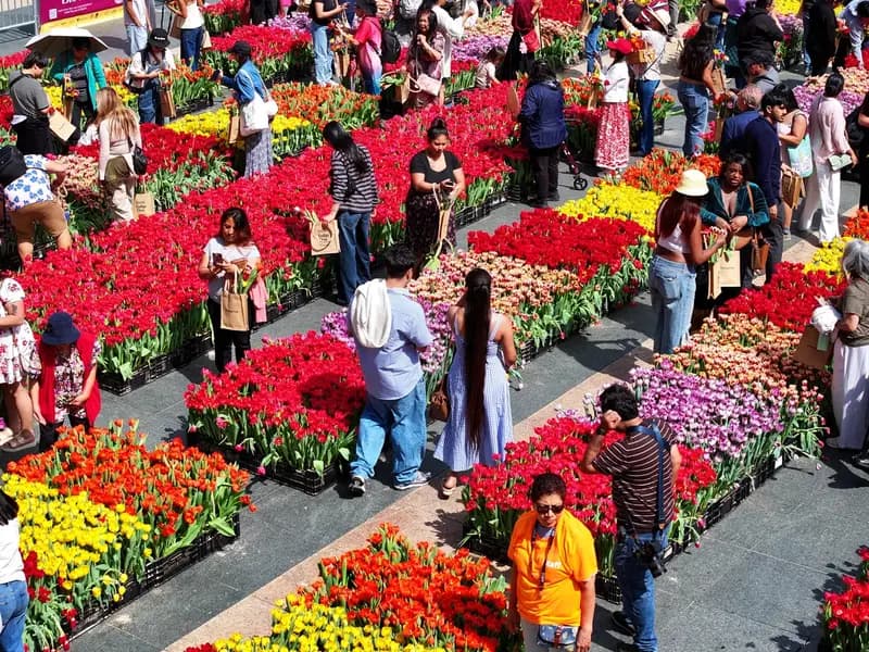 San Francisco'da Lale Günü: 80 Bin Çiçek Ücretsiz Dağıtıldı