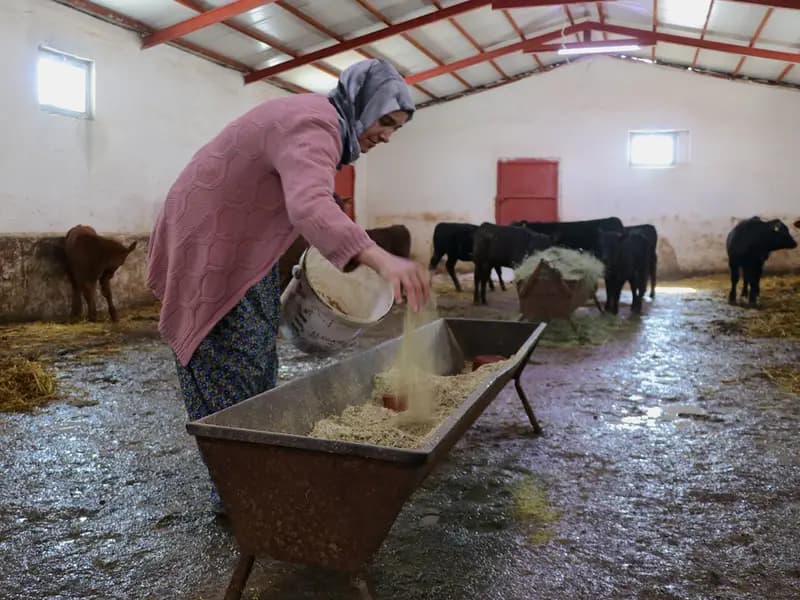 Vanlı Kadın Çiftçi, 5 Ayda Hayvan Sayısını İkiye Katladı