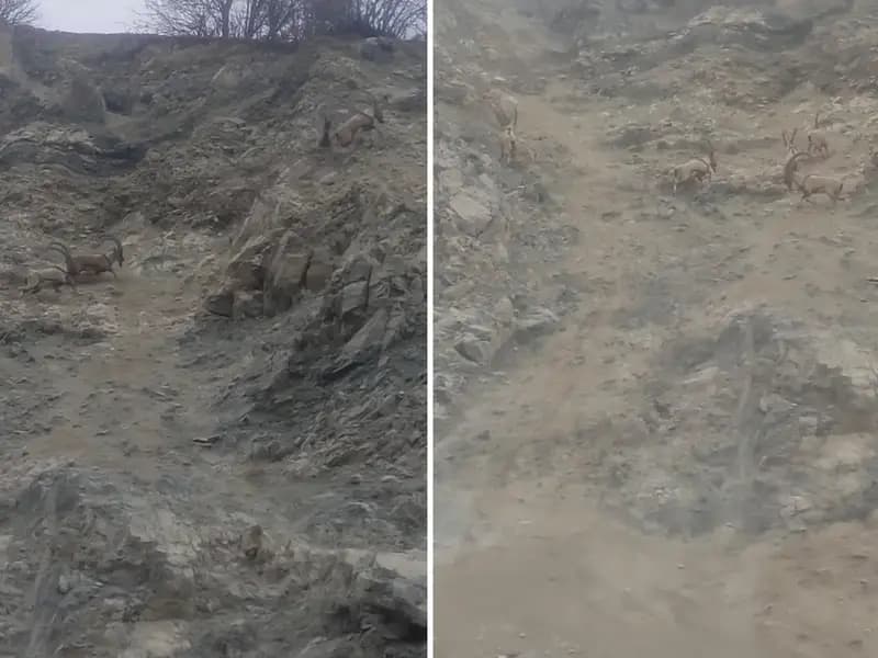 Diyarbakır'da Tehlike Altındaki Dağ Keçileri Sürü Halinde Görüntülendi