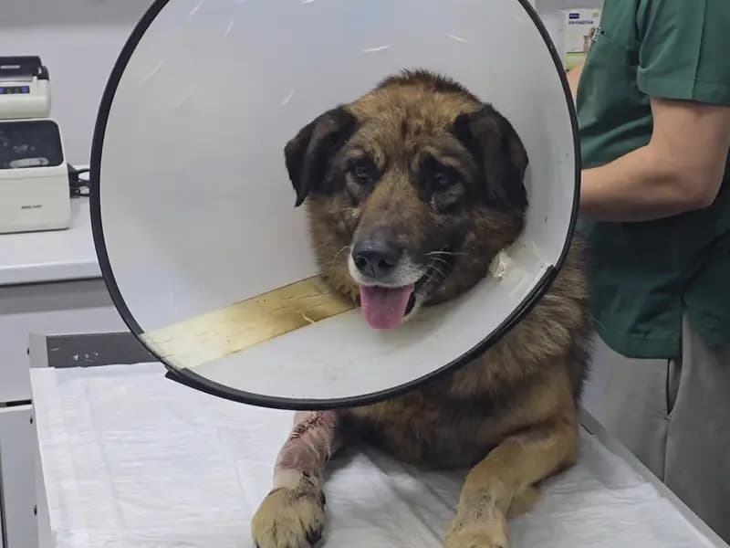 Zonguldak'ta Silahla Yaralanan Köpek Şifa Buldu